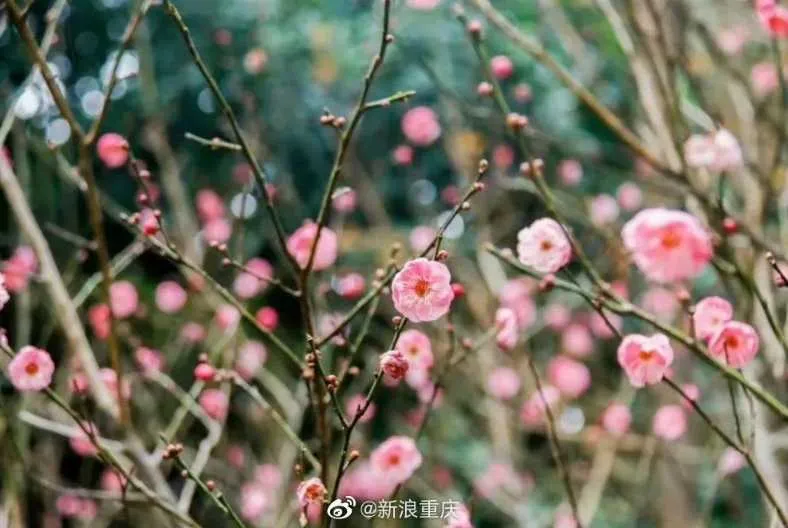 1000003793.webp