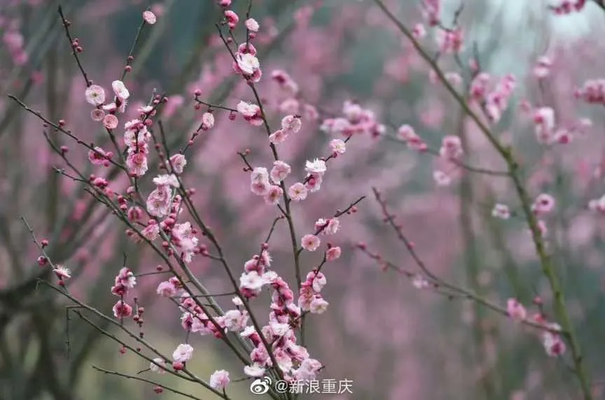 1000003791.webp