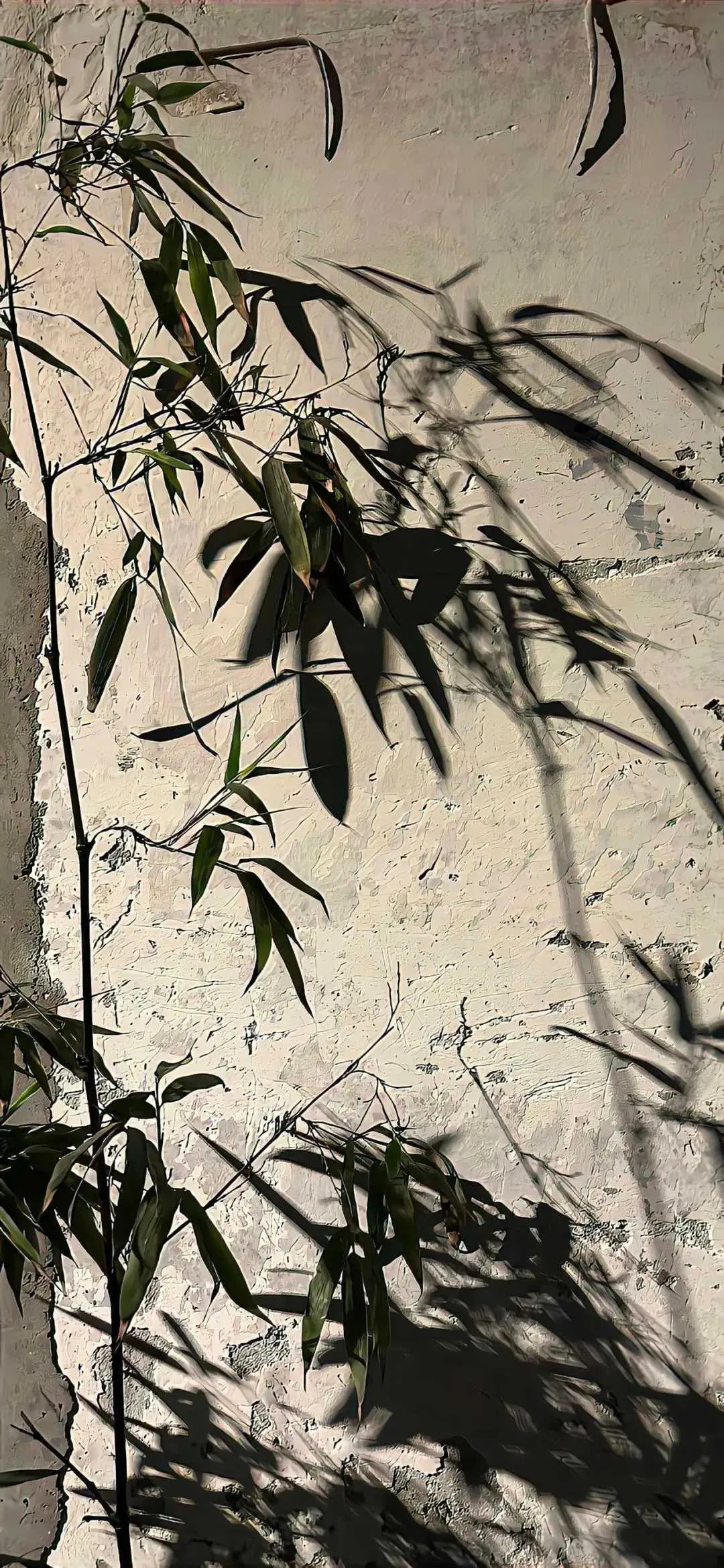 搜图神器_1734100465473.webp