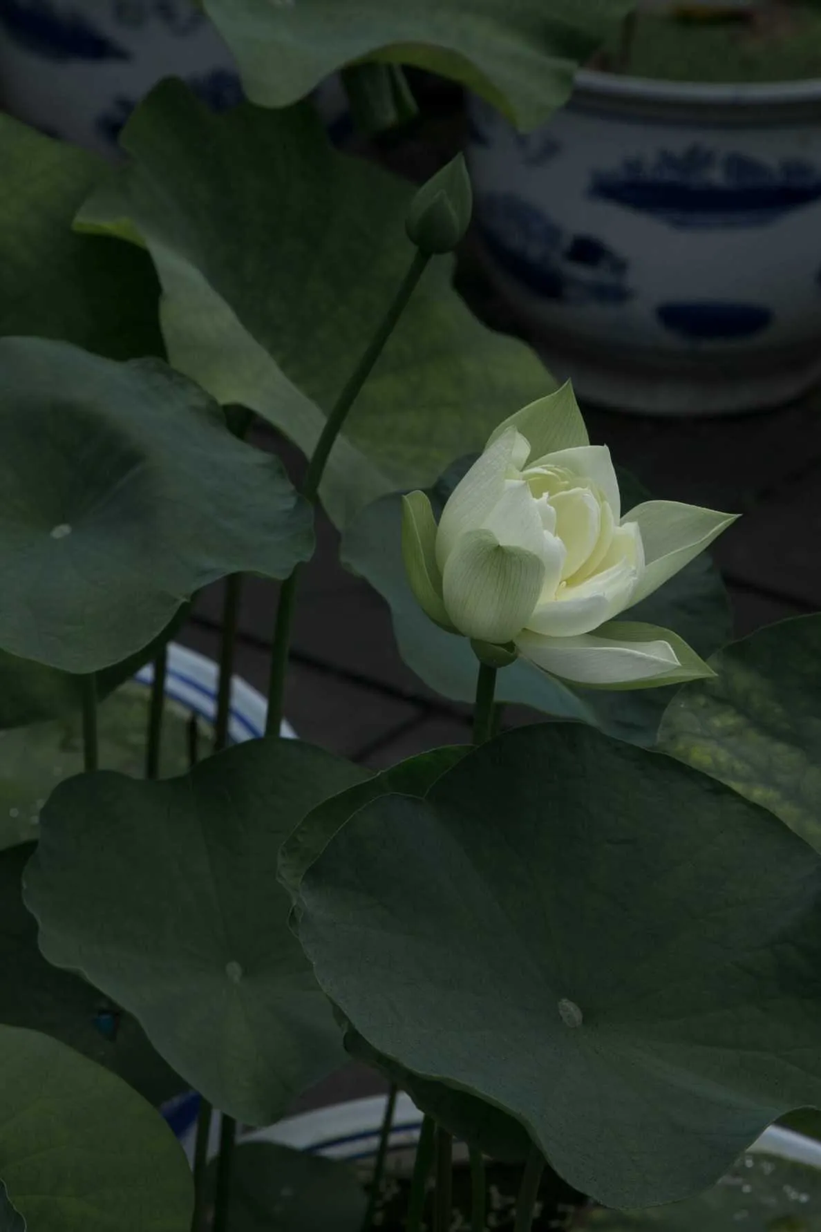 搜图神器_1734334515408.webp